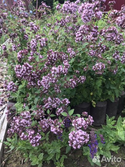 Мята, мелисса, душица,чабрец,многолетний лук