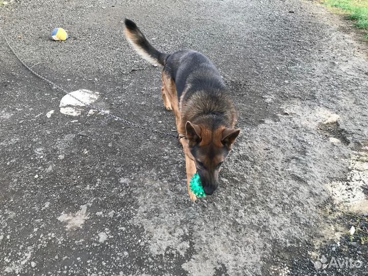 Кобель для вязки