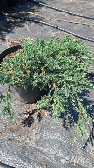 Можжевельник