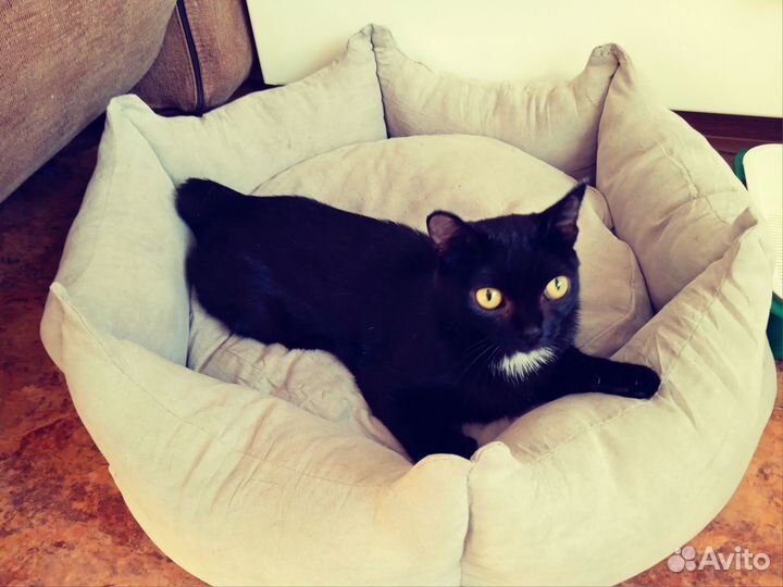 Жак в поисках своего человечка или семьи)