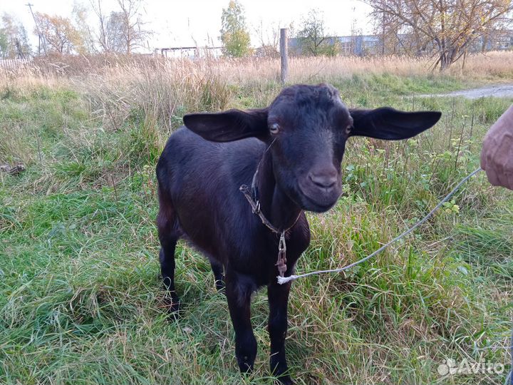 Полунубийский козел