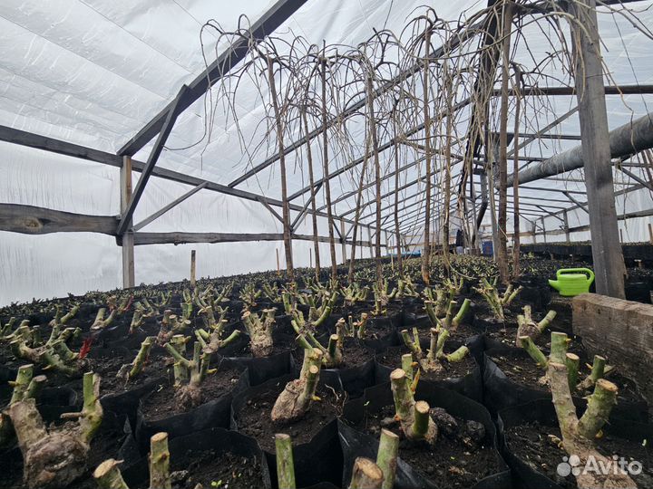 Шелковица-тутовник