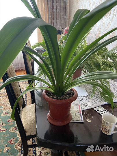 Комнатные цветы Гименокаллис