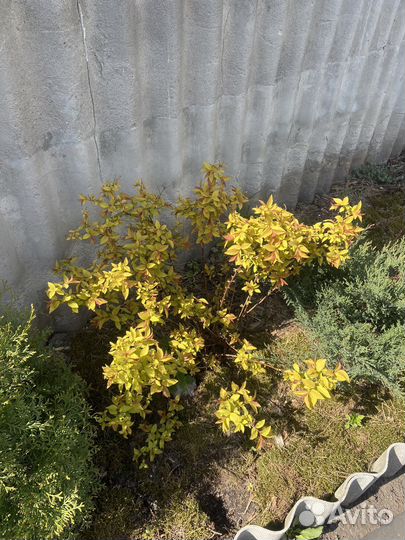 Виолла анютины глазки, статица, бересклет