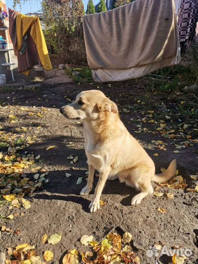 Помесь Лабрадора мальчик