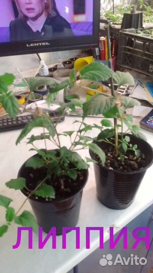 Липпия.натуральный заменитель сахара