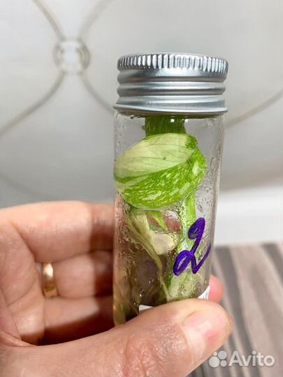 Монстера Тайское созвездие