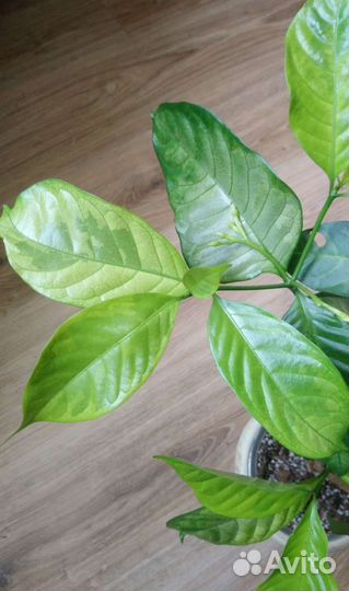 Табернемонтана вариегатная, лимон сангвинеум