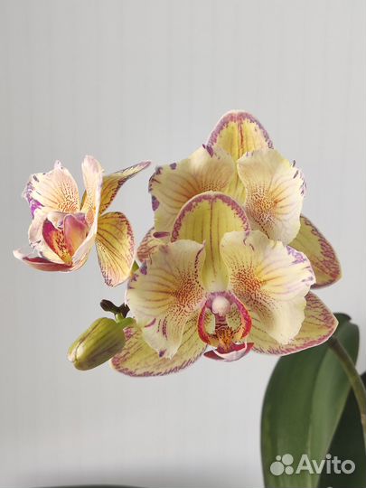 I hsin yellow leopard бабочка орхидея обмен