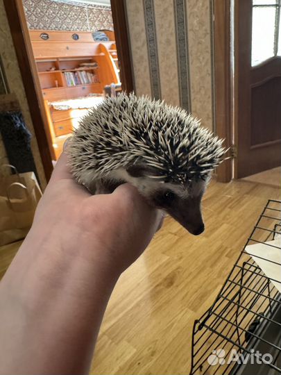 Африканский ежик