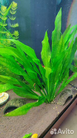 Растения для аквариума и украшения