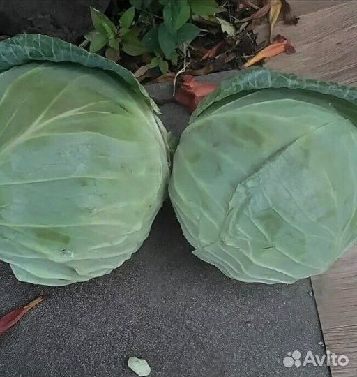 Капуста крупный опт от 3 тонн