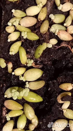 Очиток (седум) буррито. Саженцы