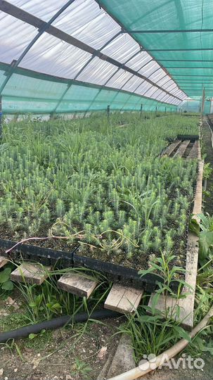 Саженцы ели зкс от производителя