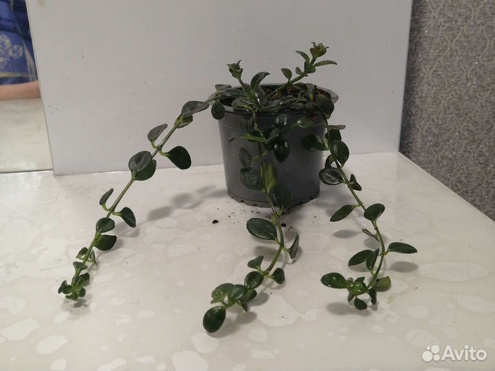 Нематантус