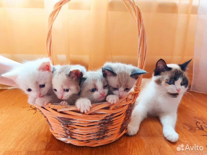 Котята в добрые руки бесплатно