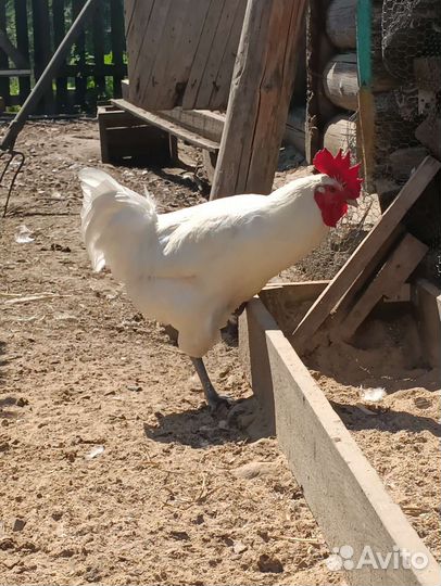 Петухи и куры