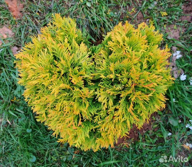 Туя Голден Брабант