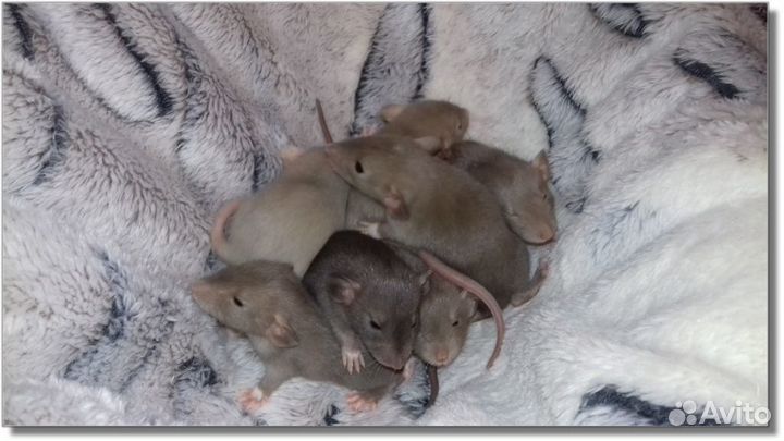 Крысята Дамбо. Крысы перломутровые. Питомник