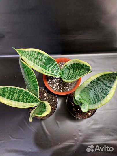 Комнатные растения Сансевиерия Футура Суперба