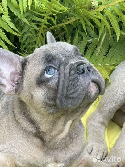 Французский бульдог голубой