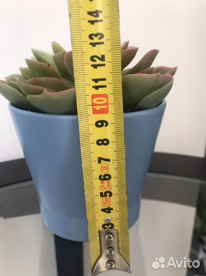 Фейка икеа Искусственное растение суккулент