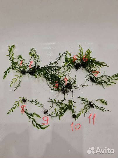 Болбитис геделоти