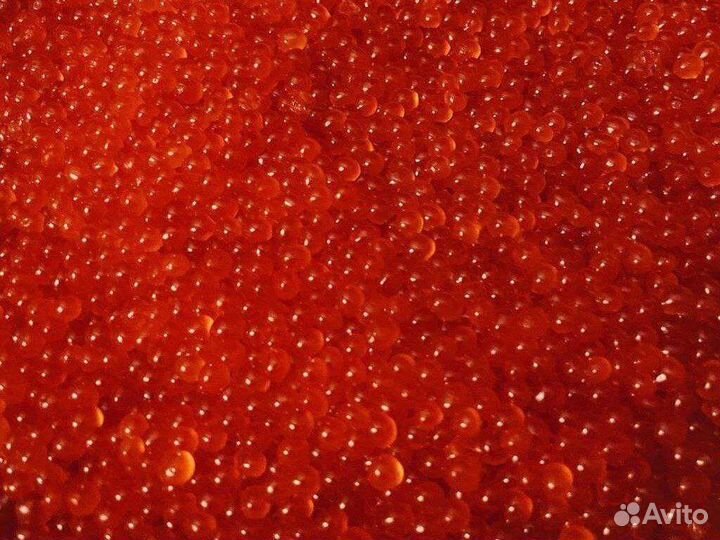 Икра красная кеты 2023