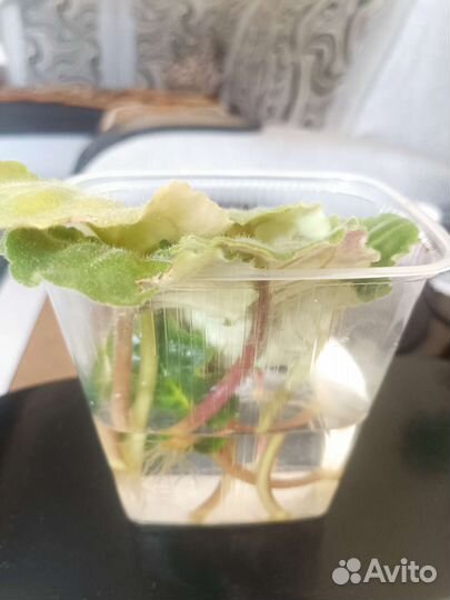 Фиалка розовая