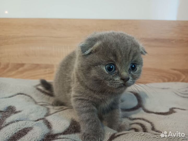 Британские котята