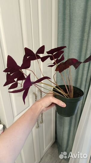 Комнатные цветы кислица