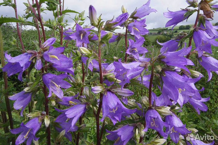 Колокольчики