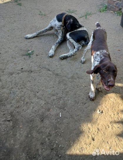 Курцхаар щенок 4 мес