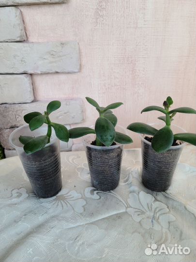 Комнатные растения