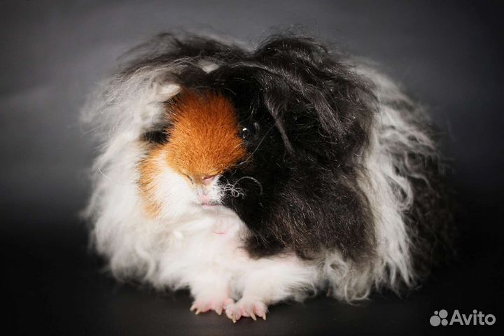 Морская свинка альпака