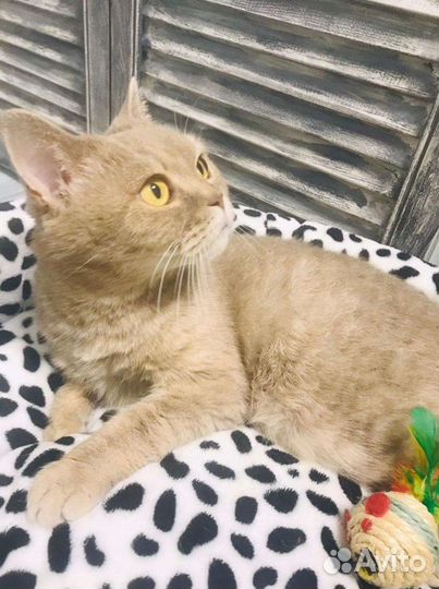 Золотистая британская кошечка в дар