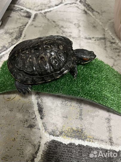 Мостик (плот) для черепахи в аквариум