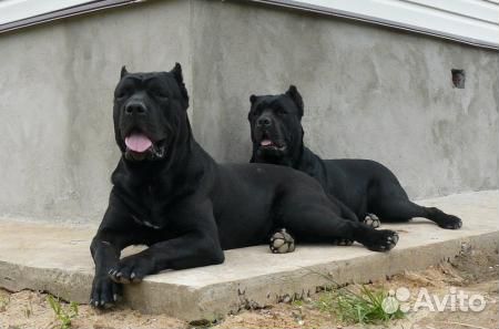 Щенки Итальянской Кане-Корсо