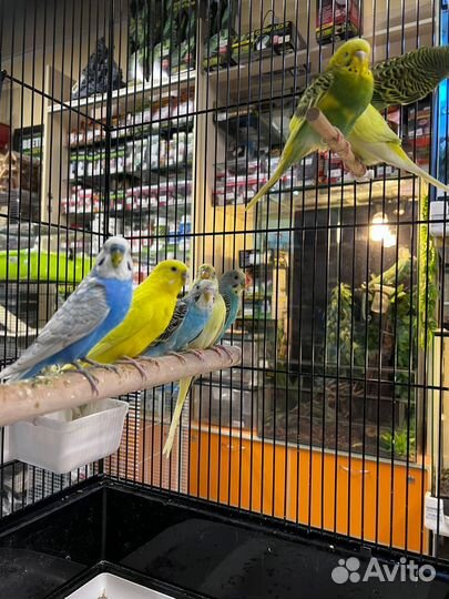 Волнистый попугай