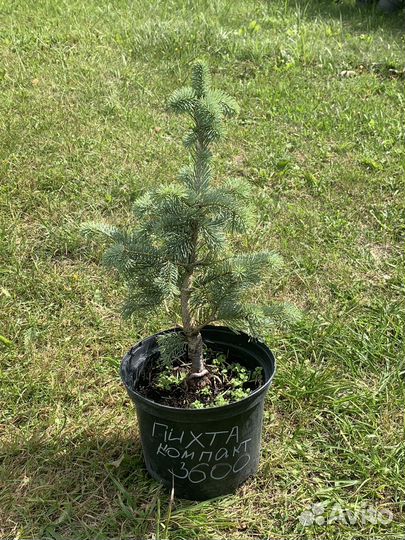 Пихта Компакт
