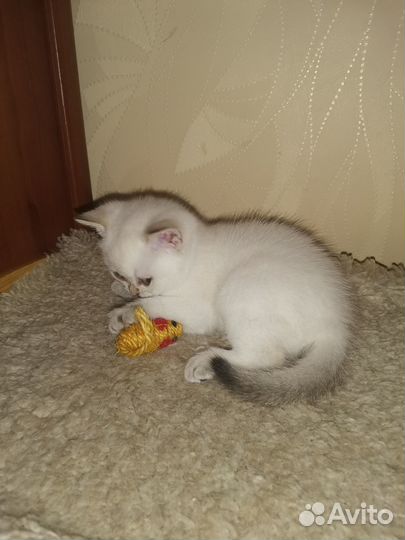 Шотландский котёнок