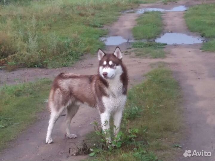 Хаски вязка