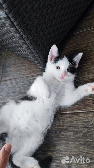 Котенок мальчик в добрые руки