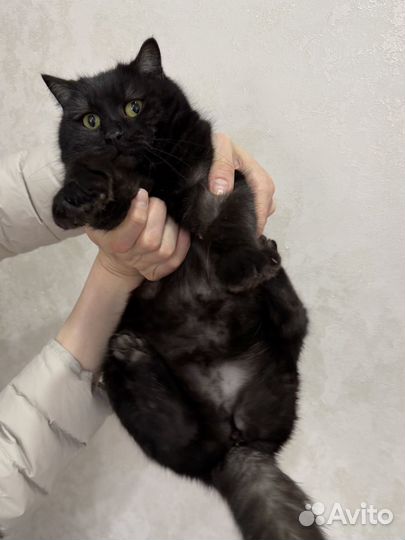 Кошка стерилизована 1 год