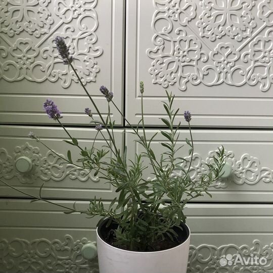 Лаванда, выращенная на балконе