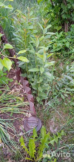 Миндаль декоративный