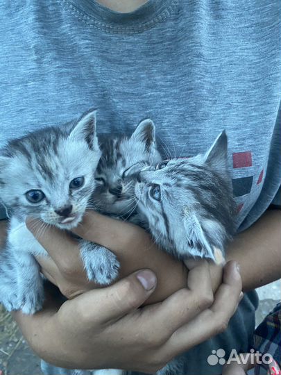 Котята в добрые руки