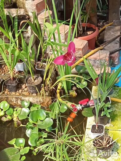 Растения для водоёма