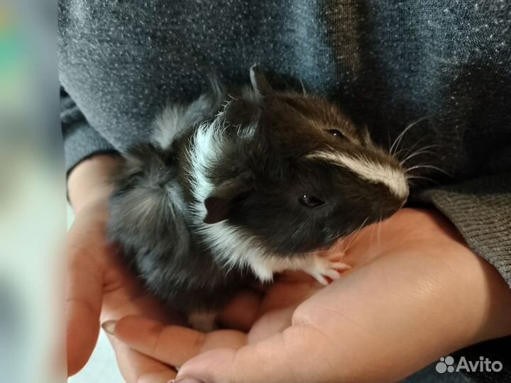 Морская свинка