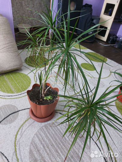 Пальма драцена